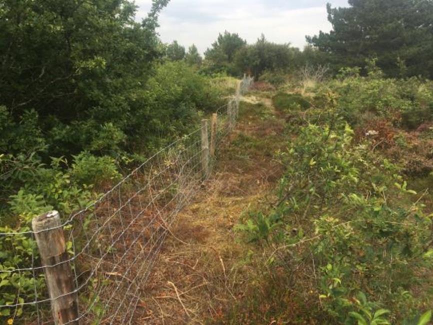 De oorspronkelijke rasters van de exclosures houden de Schotse hooglanders tegen, maar waar de draden hoog en slap hangen kunnen Soayschapen er onderdoor (boven).