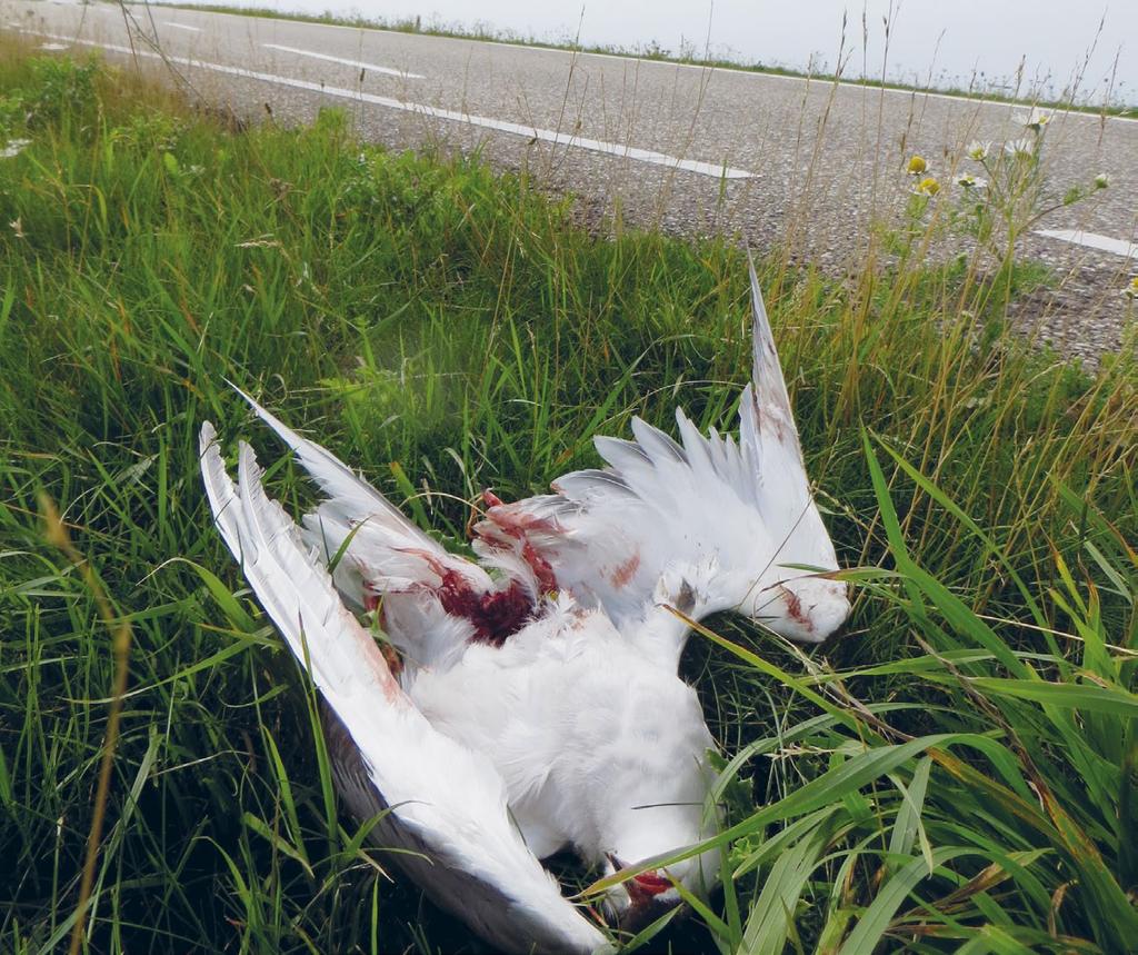 De enige manier om, zonder peilschommelingen of brak water, kale pionierbiotopen te behouden is het steeds opnieuw aanleggen van eilanden.