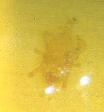 oogvlekken. -galmuggen (zie groep 7) : galmuggen hebben een zeer klein lichaam, met, gelukkig, grote antennen.