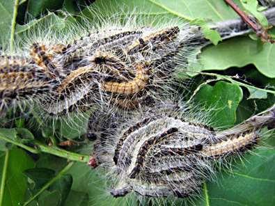 Contact met de eikenprocessierups Op eikenbomen vind je in bepaalde regio's in het begin van de zomer behaarde rupsen. Het zijn de larven van een nachtvlinder.