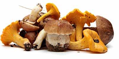 Wilde- en gecultiveerde paddenstoelen Paddenstoelen en herfst zijn onlosmakelijk met elkaar verbonden. In ons paddenstoelen assortiment vindt u zowel gecultiveerde als wilde soorten.