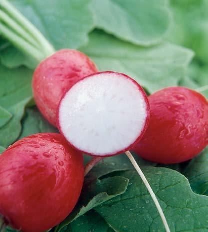 Fusarium HR Crispar Geschikt voor de voorjaars-, zomer- en nazomerteelt Snel in productie Volrode knolkleur Sterk, donkergroen