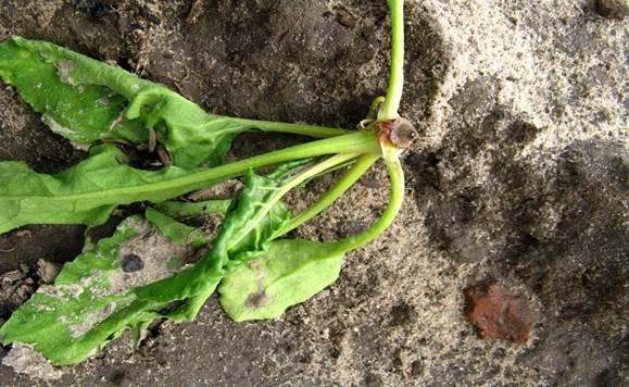 Het aantastingsbeeld op de wortel van de oudere plant is vrij divers.