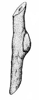 Rabdophaga clavifex KIEFFER Rabd. gemmarum RÜBSAAMEN Rabdophaga jaapi RÜBSAAMEN doorsnede, larven lichtrood. Op Salix aurita en Salix cinerea. (= R. gemmarum PARTIM).