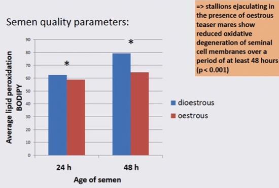 Hengsten zijn dus in staat om de status van de merrie te detecteren. Verder vonden onderzoekers uit dat de spermakwaliteit hetzelfde is als het sperma of op een dummy of op de merrie wordt afgenomen.