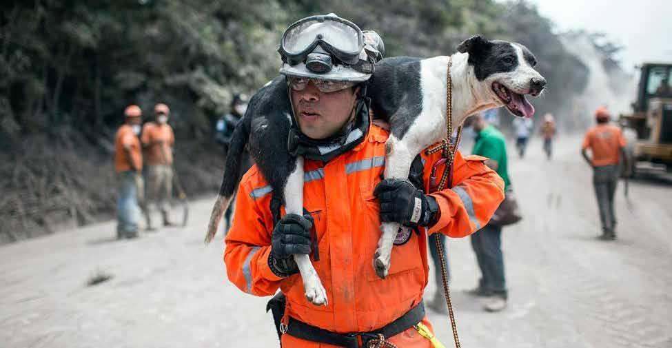 Dier/ Journaal NOODHULP GEBODEN In ons netwerk hebben we veel contact met kleinschalige organisaties die zich inzetten voor dieren.