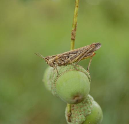 Agrarisch natuurbeheer VANAF 2016: - Beheercontract met