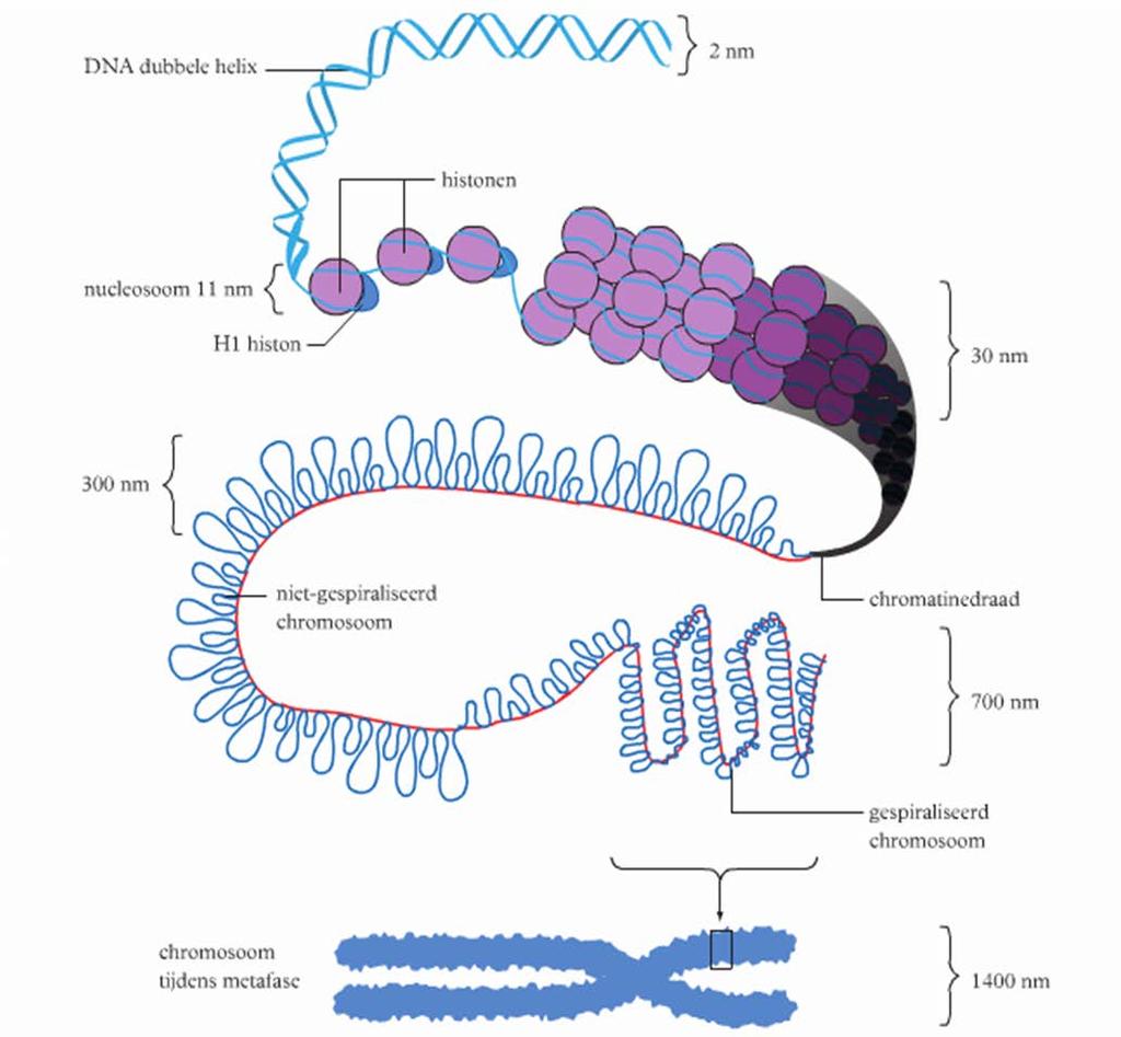 Nucleïnezuren DNA