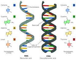 Nucleïnezuren DNA en RNA moleculen