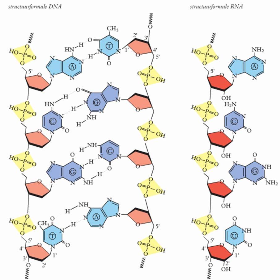 Nucleïnezuren DNA en RNA