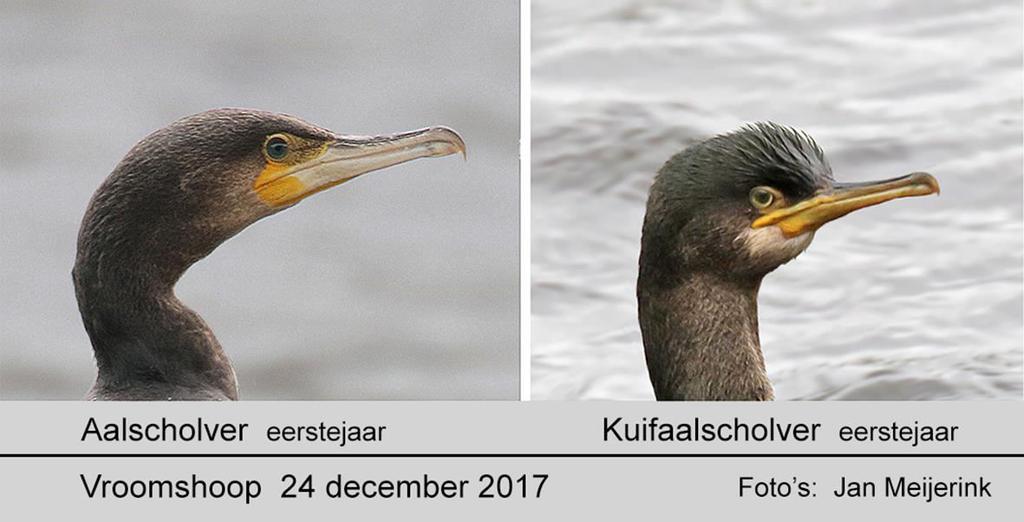 Nu ik dit schrijf is de vogel op 28 december 217 voor het laatst in Twente gezien. We zijn benieuwd of hij naar zijn geboorteplek zal terugkeren.