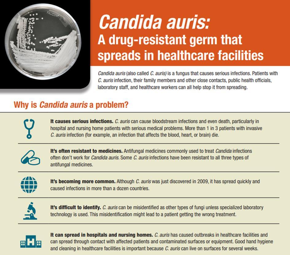 C. Auris candida auris Candida auris is een zeldzame vorm van een Candida schimmelinfectie Vooral patienten met een zwak immuunsysteem De schimmel