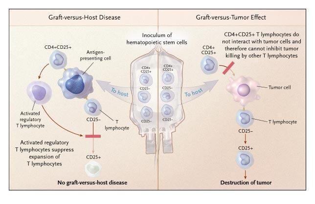 vermoeden van anti-tumor effect gemedieerd door getransplanteerde