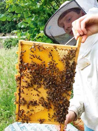 Emiel (16 jaar) heeft 10 volken Tekst en foto Sarah van Broekhoven Sarah laat Emiel aan het woord: Interesse in de bijen heb ik al vanaf mijn vierde.