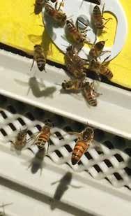 Kwaliteit koningin voorspellen Lezing Koninginnenteeltdag 2017 Tekst Pim Brascamp, foto René Genet De Duitse bijenonderzoeker Kaspar Bienefeld is bezig een methode te ontwikkelen waarbij de kwaliteit