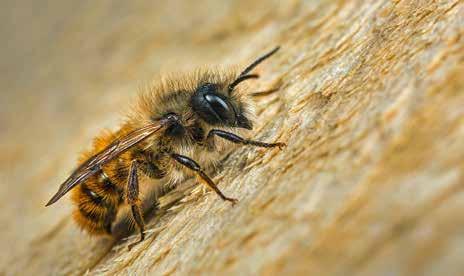 Solitaire bijen (2): Uitstekende bestuivers maar niet op Tekst J. van der Steen, Wageningen Plant Research, Bijen@wur Bloemvastheid Honingbijen zijn redelijk bloemvast.