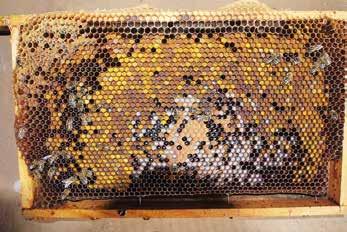 De gevorderde imker Tekst en foto s Mari van Iersel Weer of geen weer, het bijenvolk trekt zijn eigen plan Elke imker ervaart dat bijenvolken zich heel verschillend ontwikkelen.