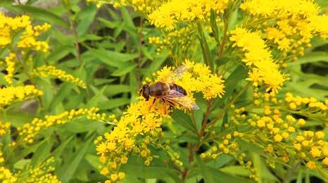 Veel van deze soorten zijn waardevol voor insecten, vaak voor honingbijen maar vaker nog voor hommels, zweefvliegen en solitaire bijen.
