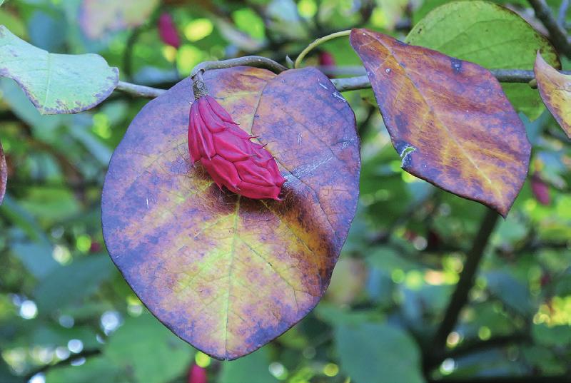 Zowel de Magnolia Society International2) als Maurice Foster erkennen de ondersoort Magnolia sieboldii subsp.