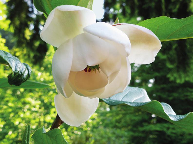 Camelbeke, 29-05-2015] 154 De discussiesoort is echter Magnolia sinen sis [Ill. 8]. Bijna steeds fout benoemd in cultuur en ook taxonomisch vaak misplaatst onder M. sieboldii als M. sieboldii subsp.