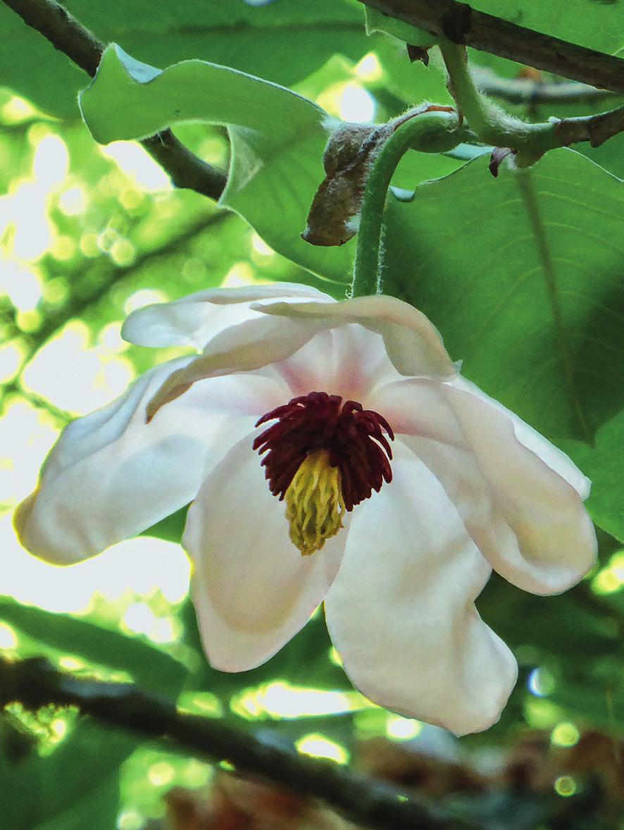 wilsonii. Magnolia sinensis wijkt evenwel af in bladvorm, bladgrootte en twijgkleur.