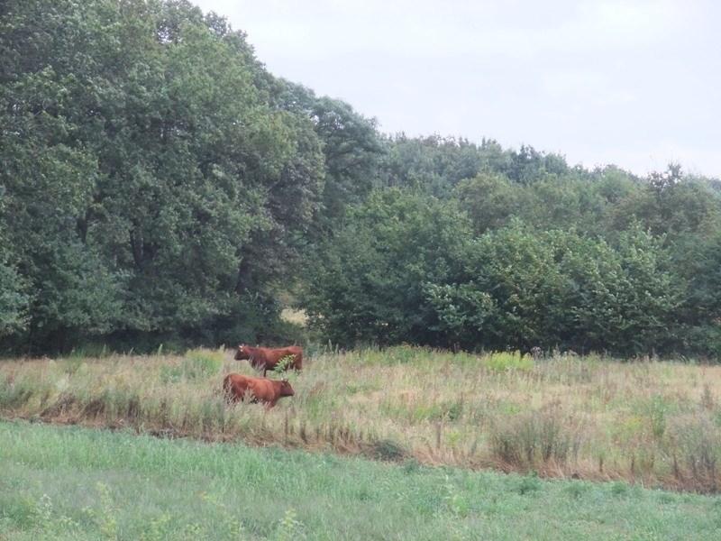 verscholen lagen in de natuur van het MiddenLimburgse landschap van Roermond, Boukoul, Swalmen, en Asselt. 25 juli 2018 Ommelandfietstocht 2: Naar en langs de Roer.