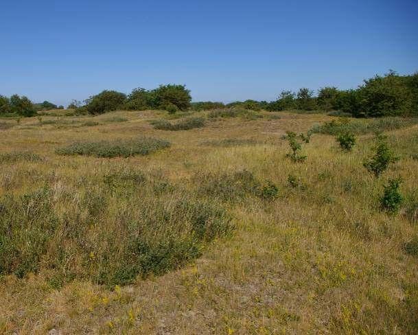 Effecten van structuurvariatie - Hoog gras wordt lager, strooisel verdwijnt - Struweel