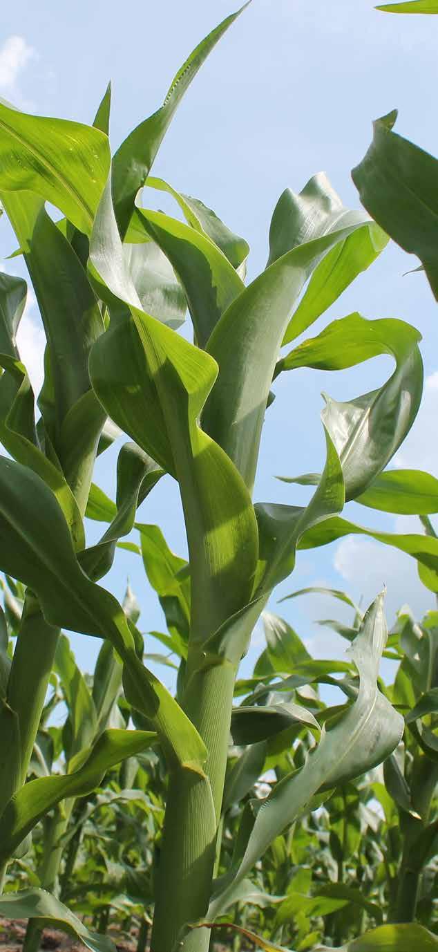 Bio-Logisch heeft een zeer goede jeugdontwikkeling en is een zeer gezond en sterk gewas dat super toont. Dit combineert Bio-Logisch met goede en zekere voederwaarden en een goede ziekteresistentie.