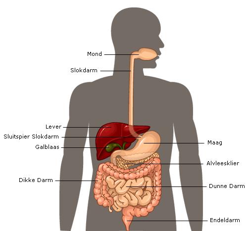 1. Anatomie van de alvleesklier, galblaas en galwegen Vertering van voedsel Om ons lichaam van energie te kunnen voorzien, moeten we voldoende eten.