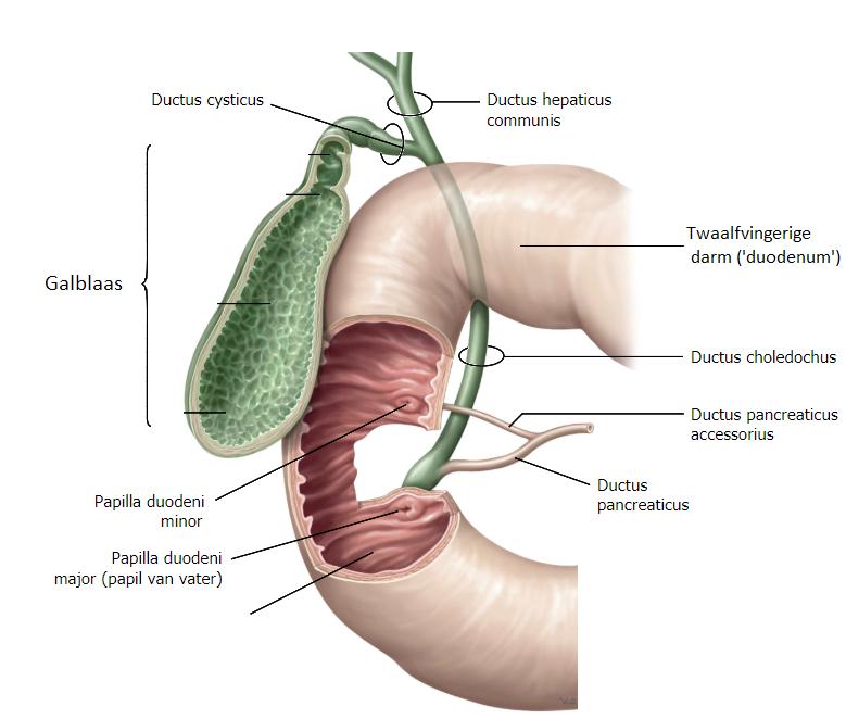 Papil van Vater De ductus choledochus, de galweg die doorloopt richting het duodenum, fuseert gedeeltelijk met de ductus pancreaticus.