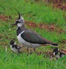 Jonge vogels in het veld Het is voorjaar! In deze tijd van het jaar maken de weidevogels hun nesten in onze weilanden.