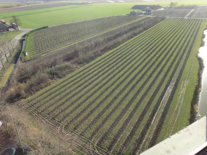 2.3 Illegaal aangeplante fruitbomen in strijd met bestemmingsplan Hoewel met voornoemde afwijkingsregeling (artikel 19.