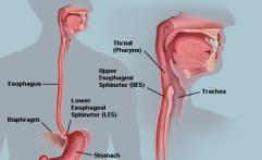 carinatum v.b.