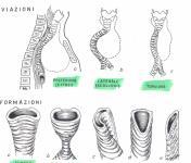 Bronchial