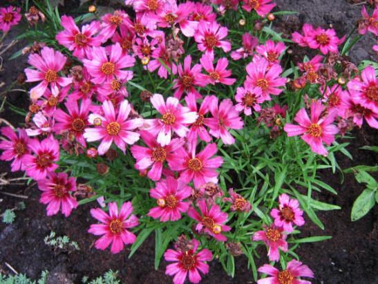 vooraan in de border kan staan is: KALIMERIS incisa Nana Blue. Ziet er uit als een aster en behoort ook tot de asterachtigen. De talrijke bloemen zijn lichtblauw.