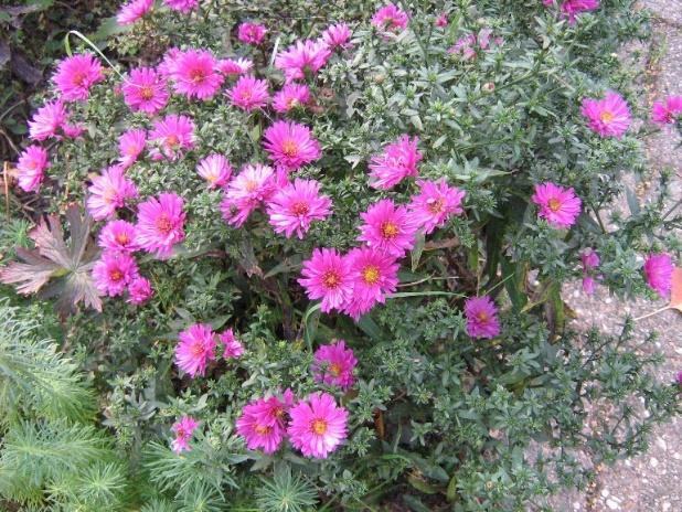 Ze houden van een plaats in de zon, waar ze het mooist bloeien. In halfschaduw kan ook wel. Het zijn goede snijbloemen en ik vind ze ook zo lekker kruidig geuren. En.