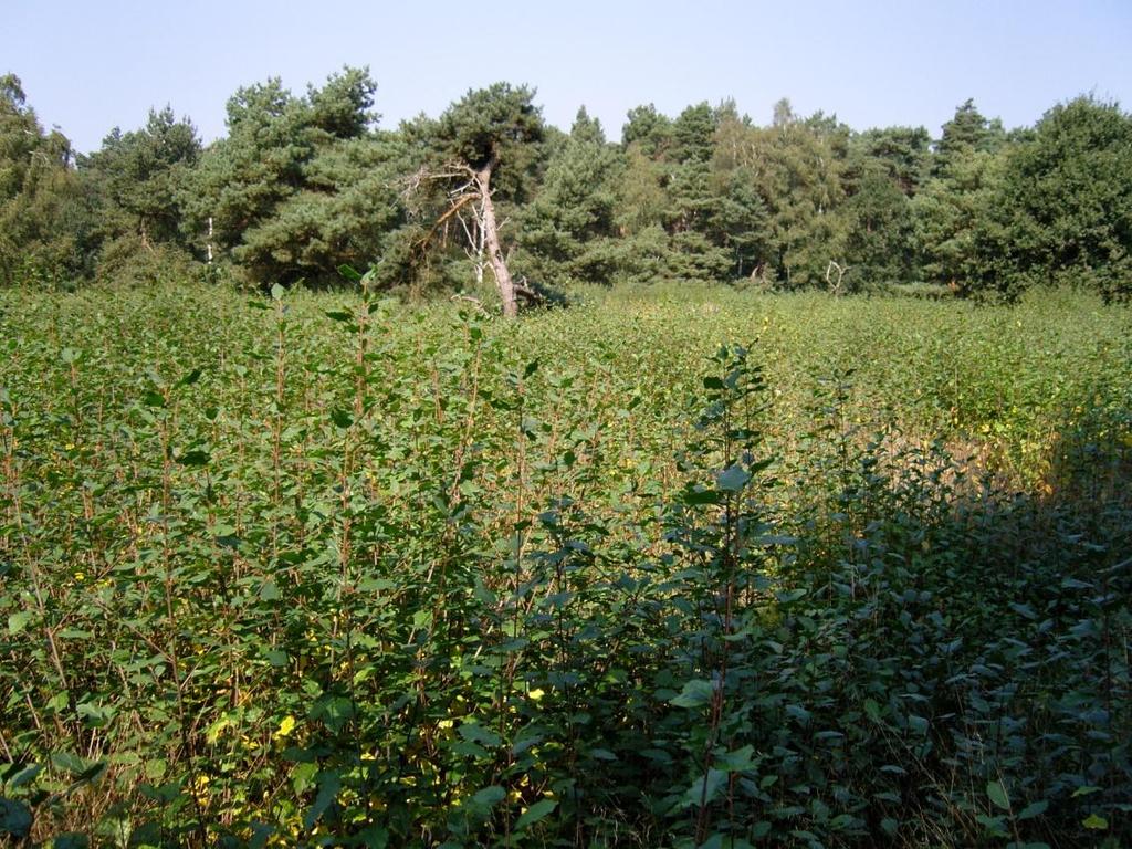 Massale opslag van Sporkenhout maakt de heide ongeschikt als habitat voor