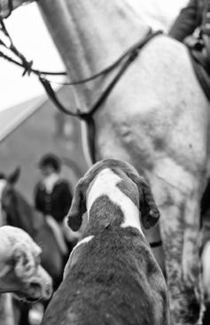 Ik heb jarenlang bij Van de Pol gereden. Eerst op de manegepaarden en daarna had ik een eigen paard. Mijn eerste paard heette Dennis. Een prachtig zwart paard die helaas (voor mij) onhandelbaar was.