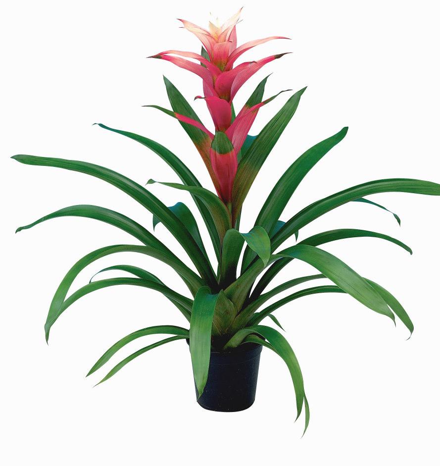 De getoonde foto s en de voorkeur van de plantenkopers staan in onderstaande figuren weergegeven. Figuur 5.9.1 Aan welke kleur bromelia geeft u de voorkeur?