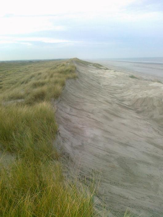 Afbeelding 8: Bevordering stuivend zand duinen tussen paal 17 en 21.