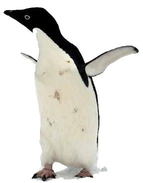 2. De adèliepinguin Zuidpool Deze kleine pinguinsoort leeft in kolonies op de ijskappen van de zuidpool.