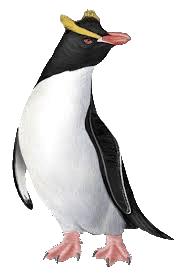 4. De grote kuifpinguin Wenkbrauwen Deze pinguin herken