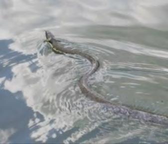 Roeiwater dat we niet zo heel vaak bevaren, langs het unieke natuurgebied van het Naardermeer.