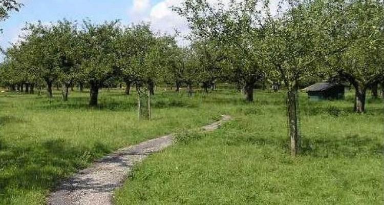 1.3. Genetische waarde Oude hoogstamfruitbomen vormen een belangrijk genenreservoir. Ze zijn immers het resultaat van eeuwen evolutie en kruising.