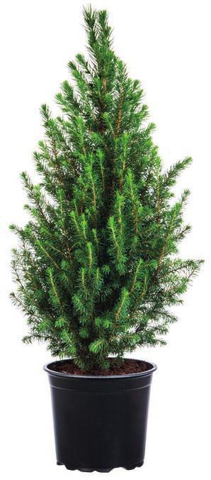 Buiten KANS 9, 99 ini kerstboom b f / g i 1 cm, d ca. 8 cm. Picea glauca December.