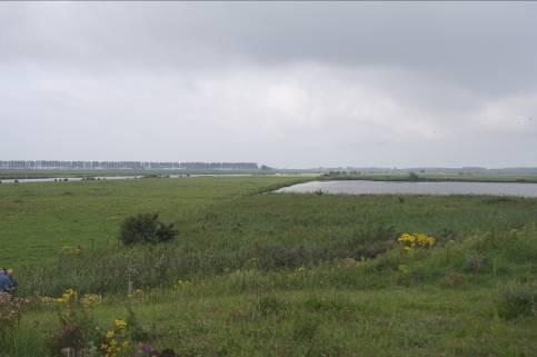 gebiedsbeschrijving Rij 1 bestond uit 10 vallen die om de 10 meter langs een slootje in het riet zijn gezet. De andere kant van het slootje wordt intensief begraasd met runderen.