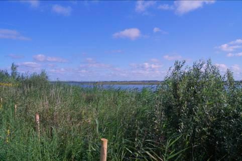 De begroeiing bestond uit kruiden met hier en daar riet. Deze rij stond op een vrij droge plek, het leek een beetje op een duinvalleitje.