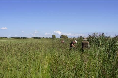 Dit hek gaat dienst doen als begrenzing van begrazing maar op dit moment vindt dit nog niet plaats. De vallen stonden in het riet enkele meters van de oever van het Haringvliet.