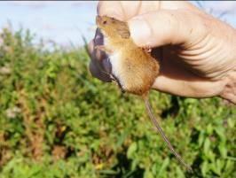 Vangsten rij 1: noordse woelmuis 3x 2x bosspitsmuis 2x Vangsten rij 2: 1x dwergmuis 1x bosspitsmuis 7x dwergspitsmuis 1x Vangsten rij 3: bosspitsmuis 3x