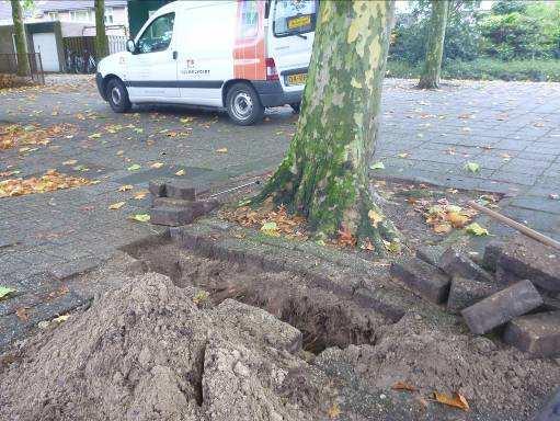 Deze wortels groeien richting het plantsoen. Bij de overige moeraseiken worden ook voornamelijk de klinkers opgedrukt. 4.